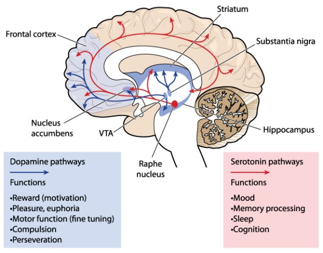 Illustration depicting dopamine and serotonin pathways in the brain.