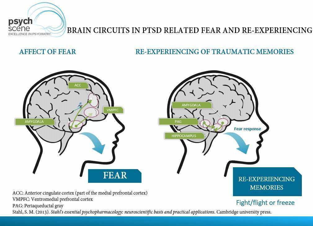 Diagram depicting brain circuits in PTSD relating to fear and re-experiencing.