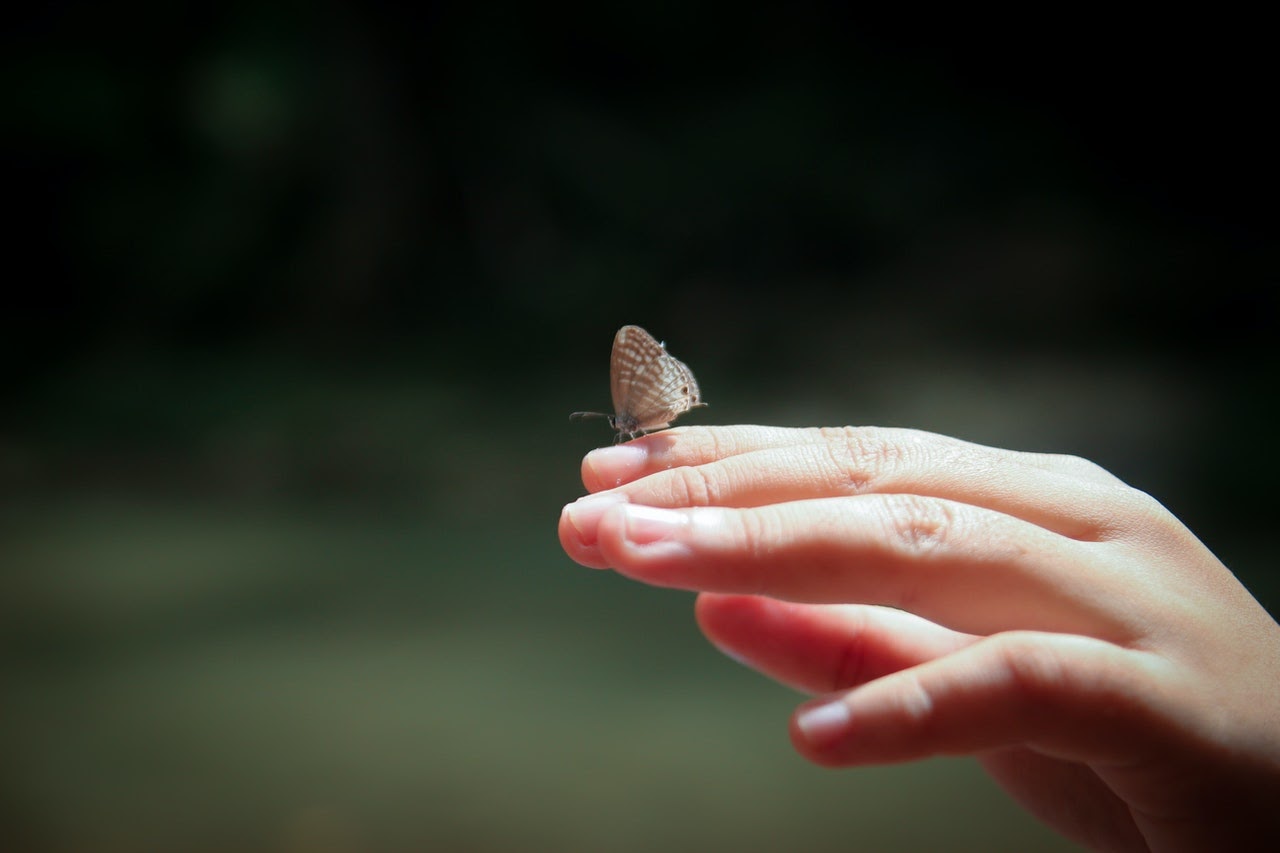A person's hand holds a small butterfly, which sits on top of a finger.
