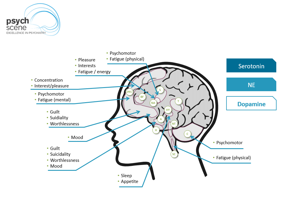 functions of the brain