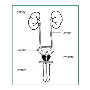 Diagram of the Prostate