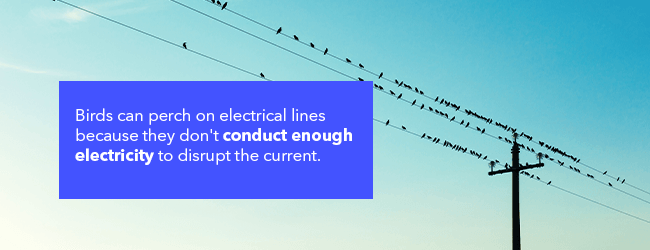 Why Can Birds Sit on Power Lines?