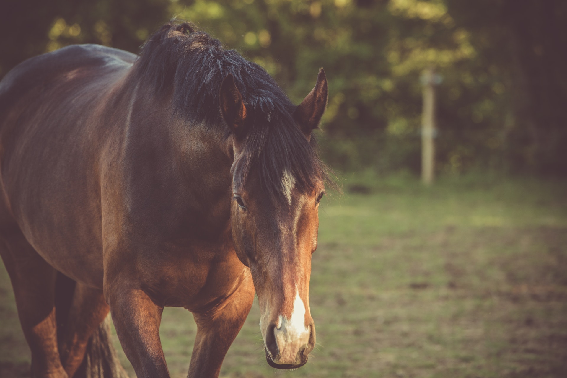 5 Essential Horse Wound Care Spray Tips Fauna Care