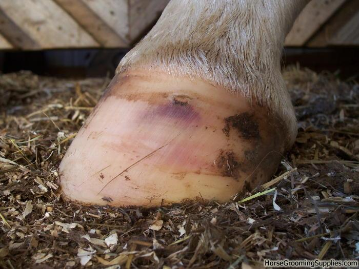 bruised horse hoof