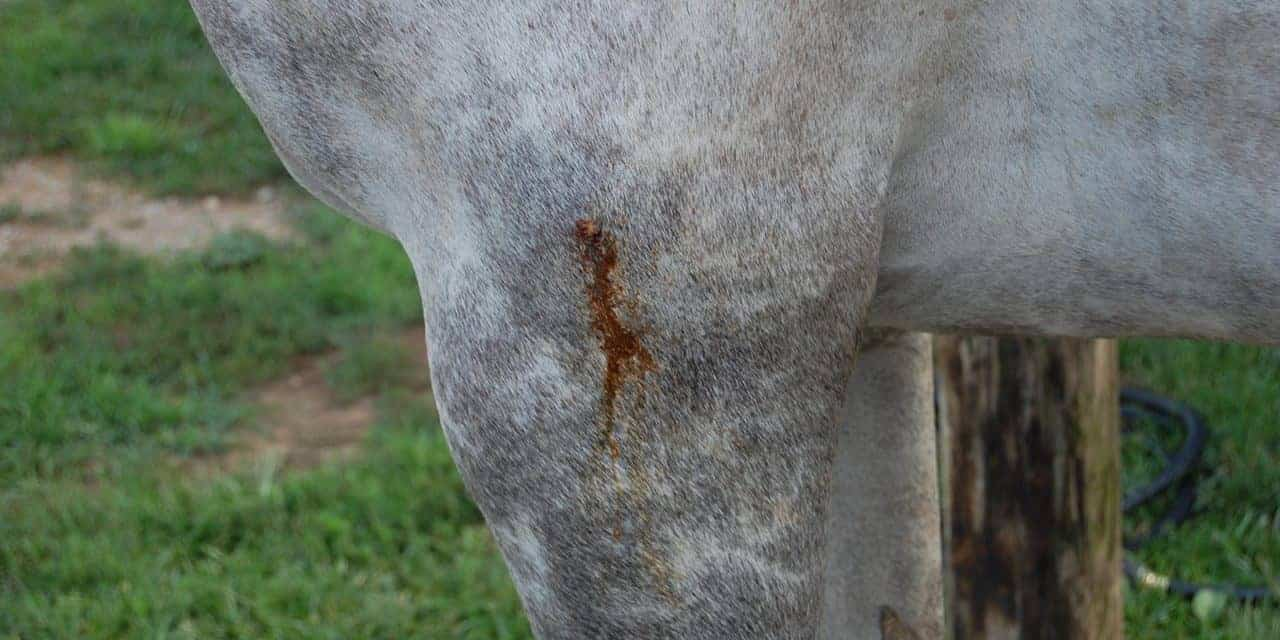 puncture wound on horse