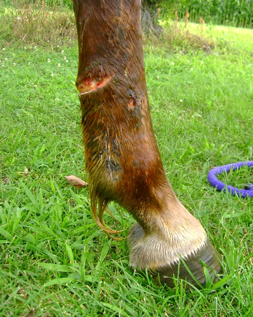 abrasion on horse leg