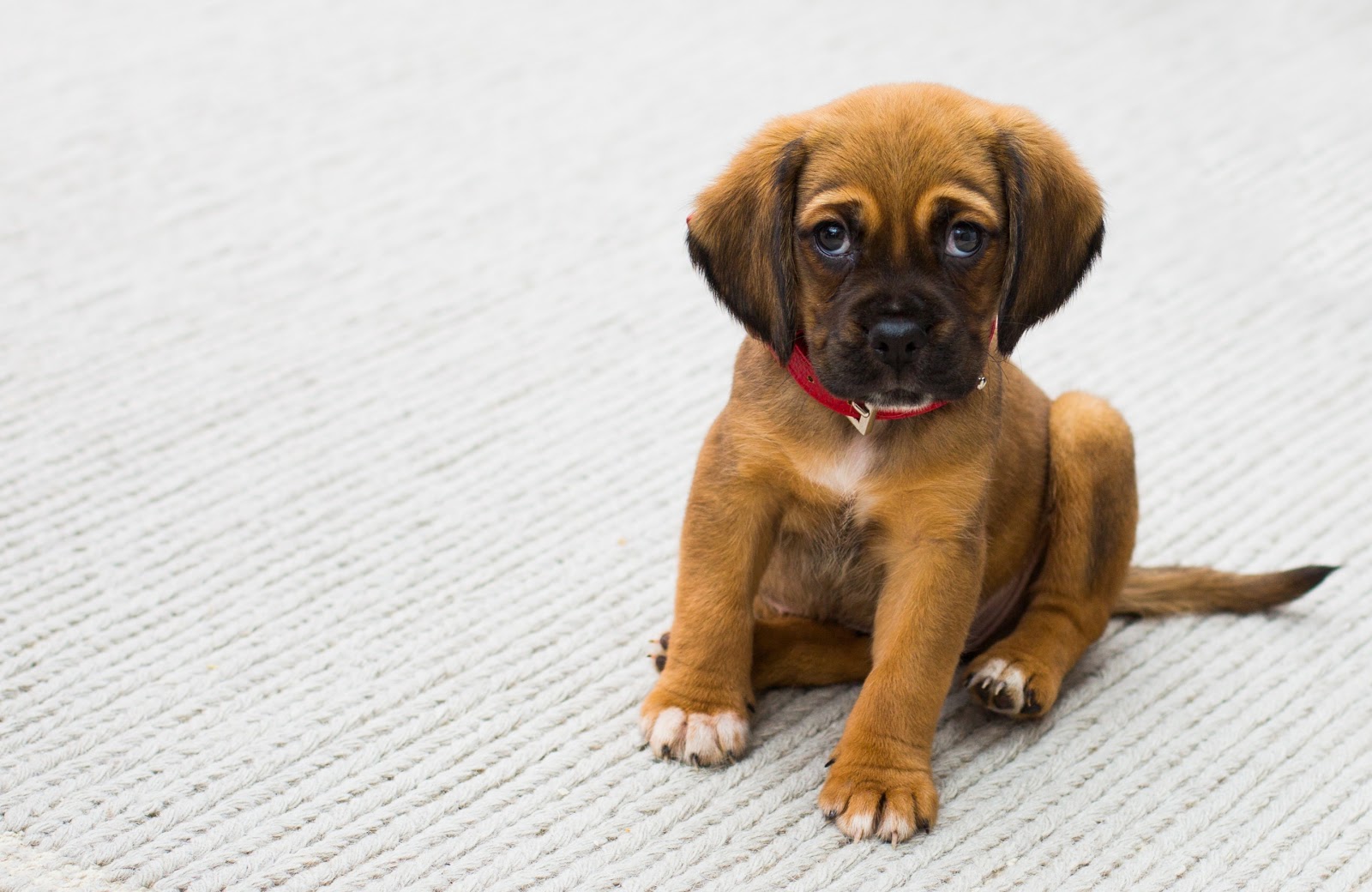 puppy staring at you