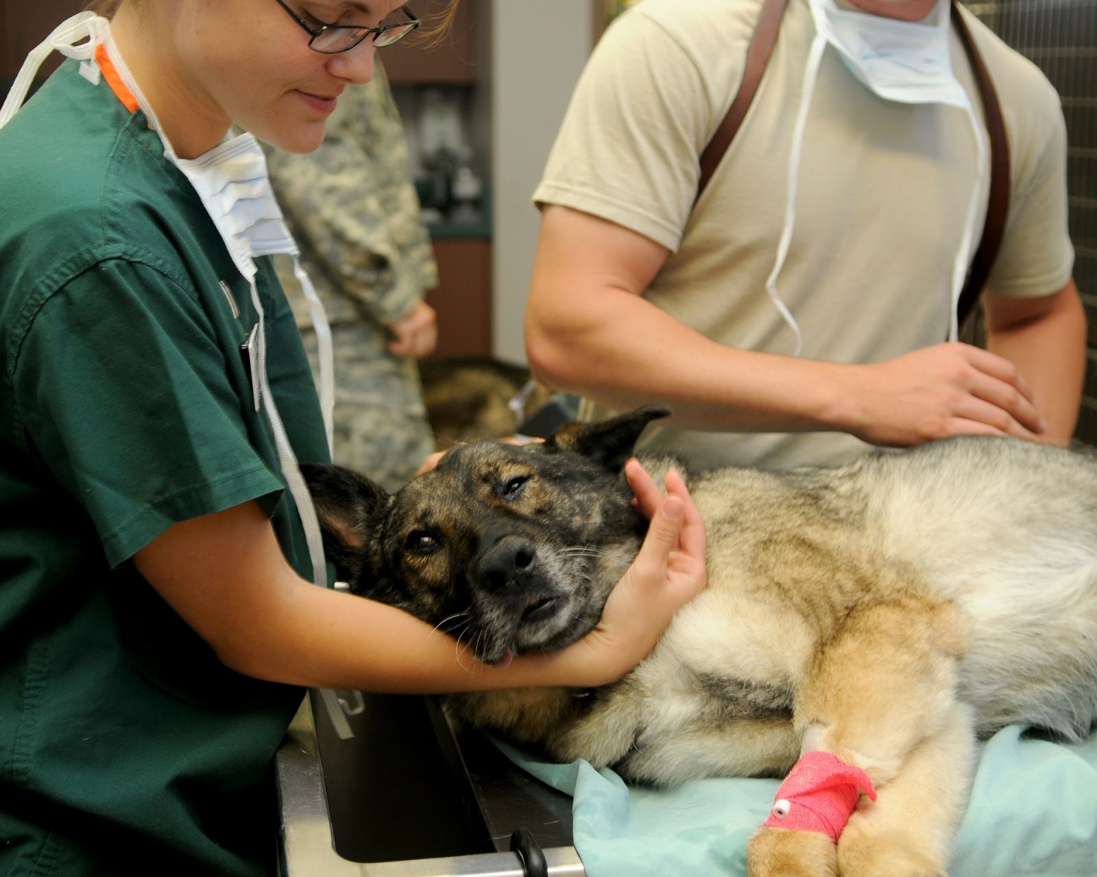 vets treating hurt dog