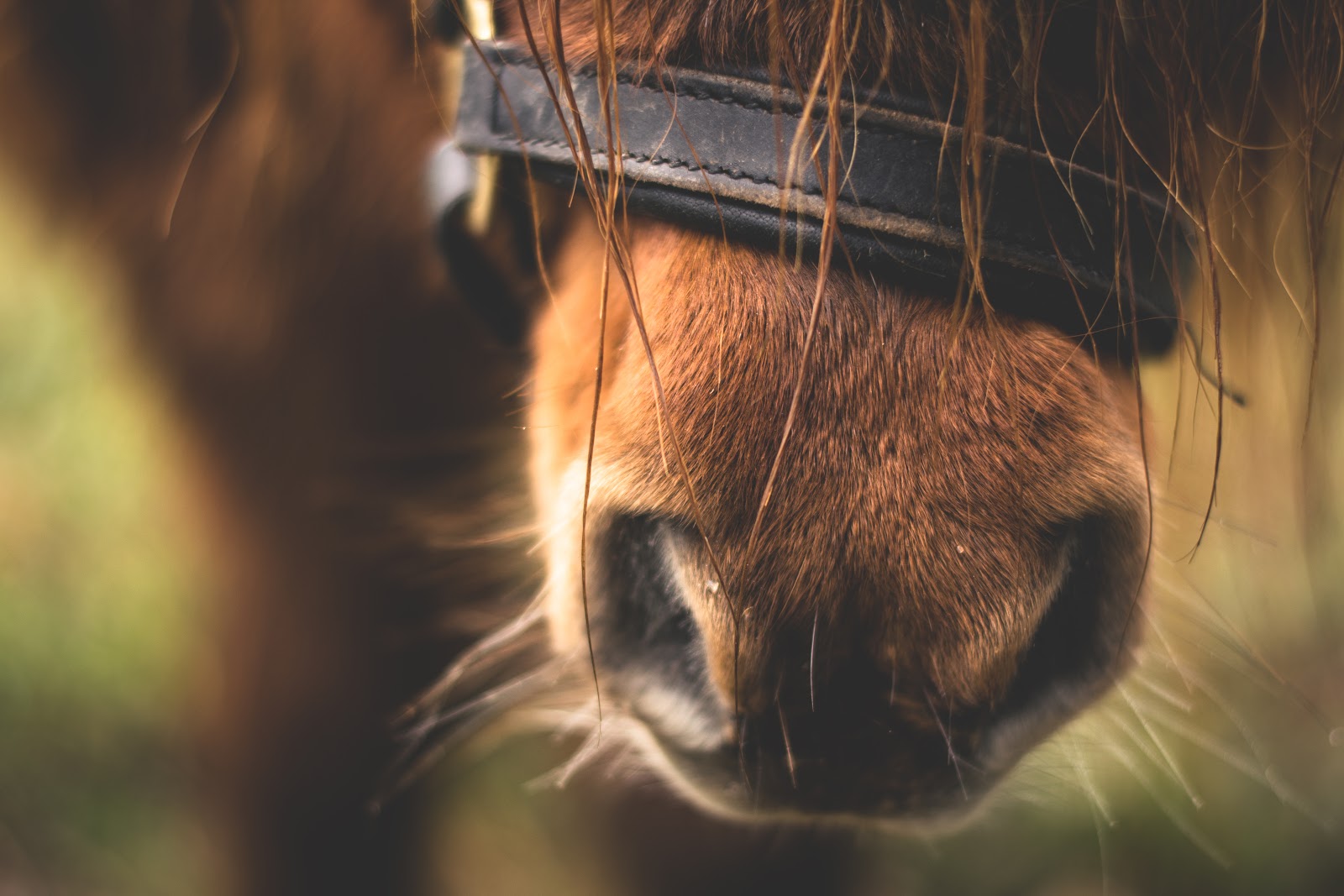 horse snout