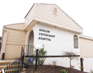 entrance of Avalon veterinary hospital