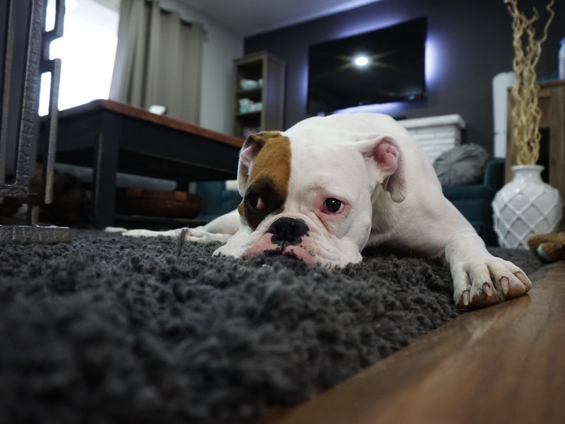 sad dog with head on rug