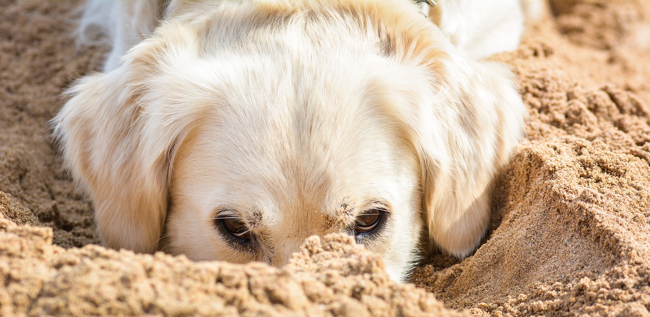 dog playing in the sand