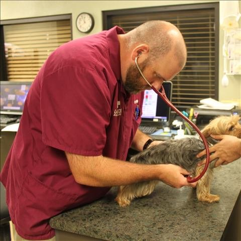 A vet listens to a dog's heartbeat through a stethoscope