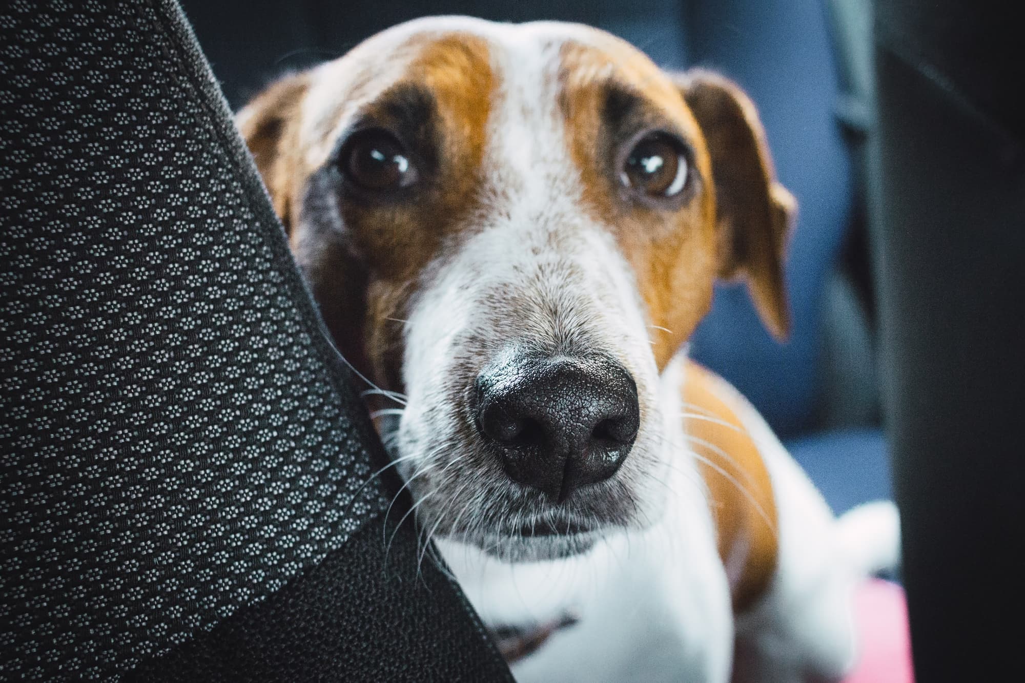 How To Treat BadSmelling Wounds in Dogs Fauna Care