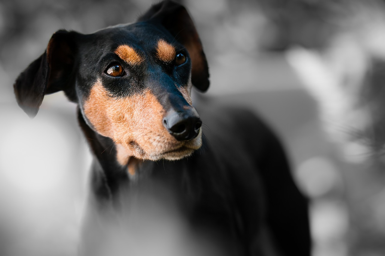 black and tan dog