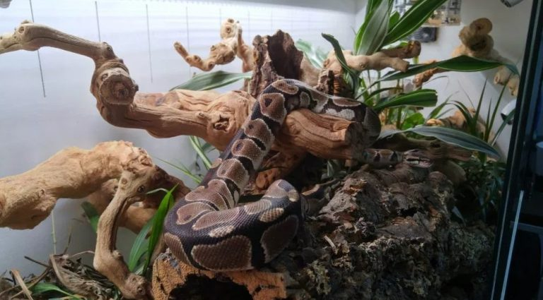 ball python on a branch