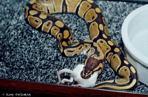 ball python eating a mouse