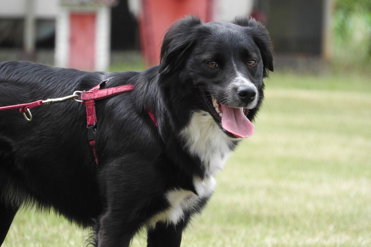 A dog outside on a leash