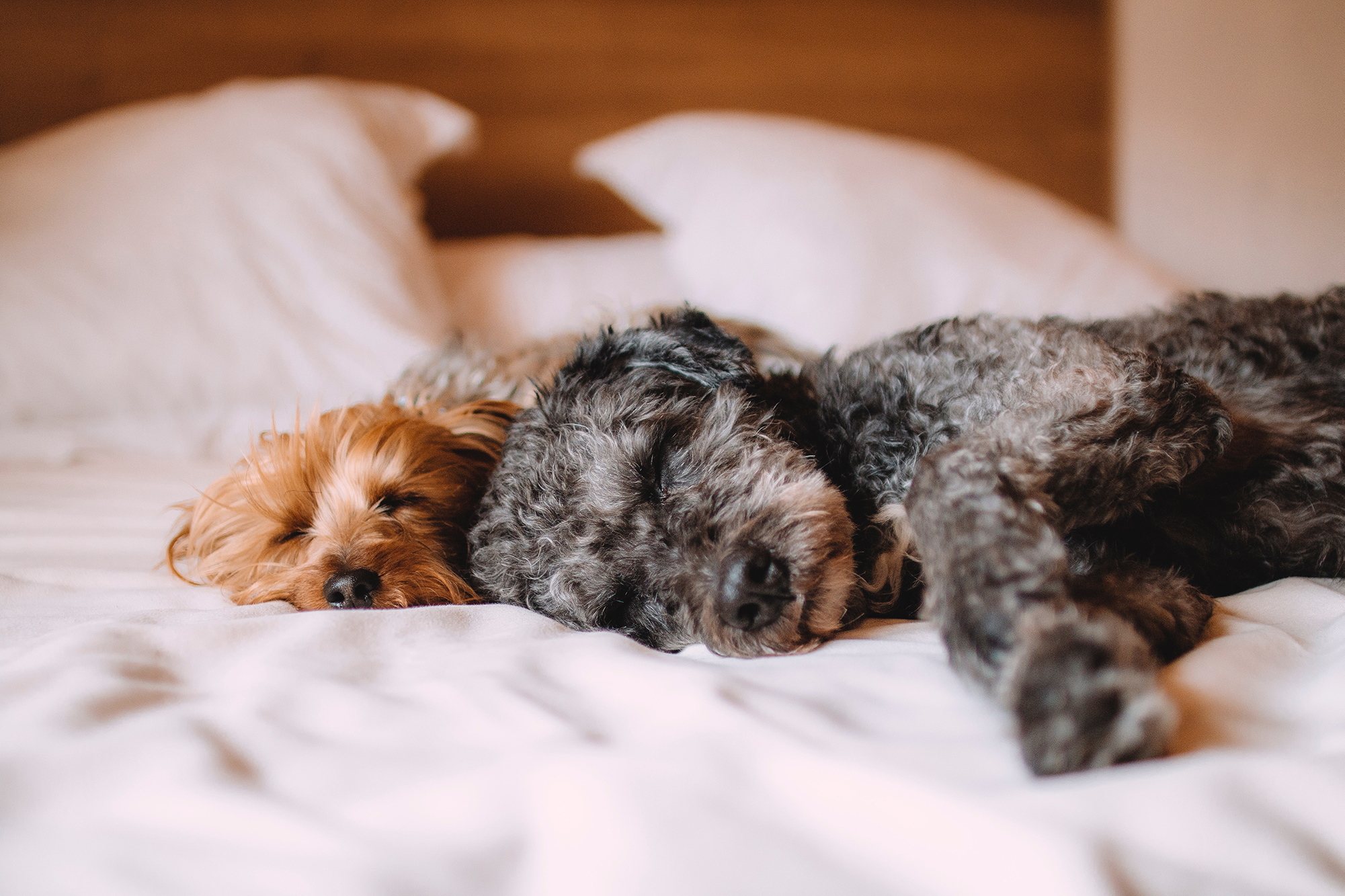 Two puppies nap on a bed