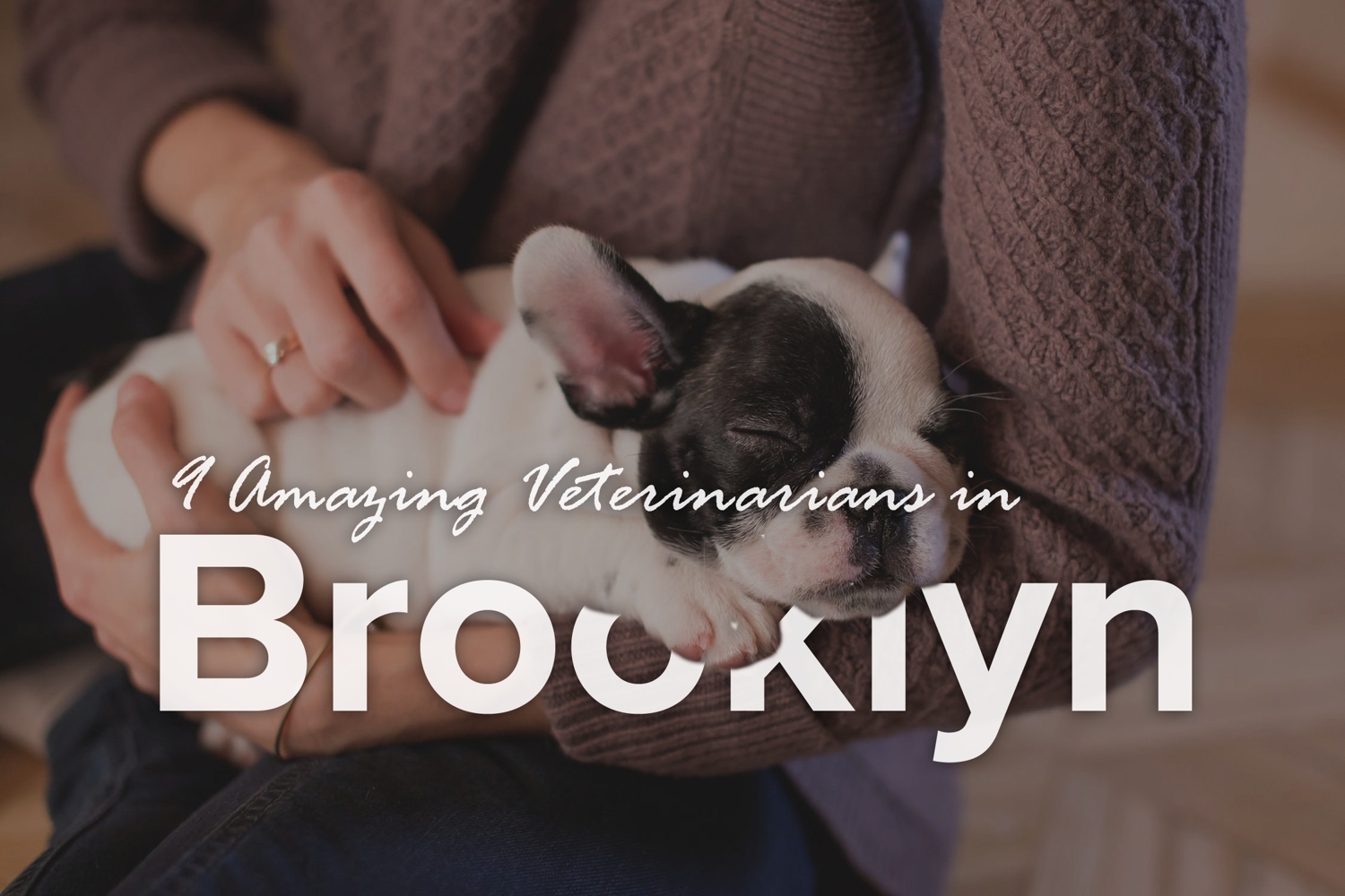 9 Amazing Veterinarians in Brooklyn