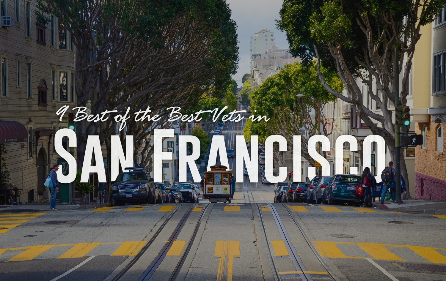 9 Best of the Best Vets in San Francisco