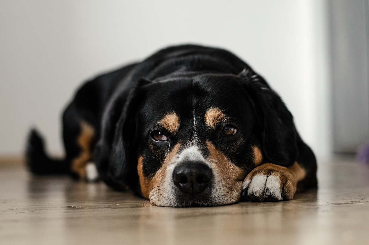 black, white, and brown dog