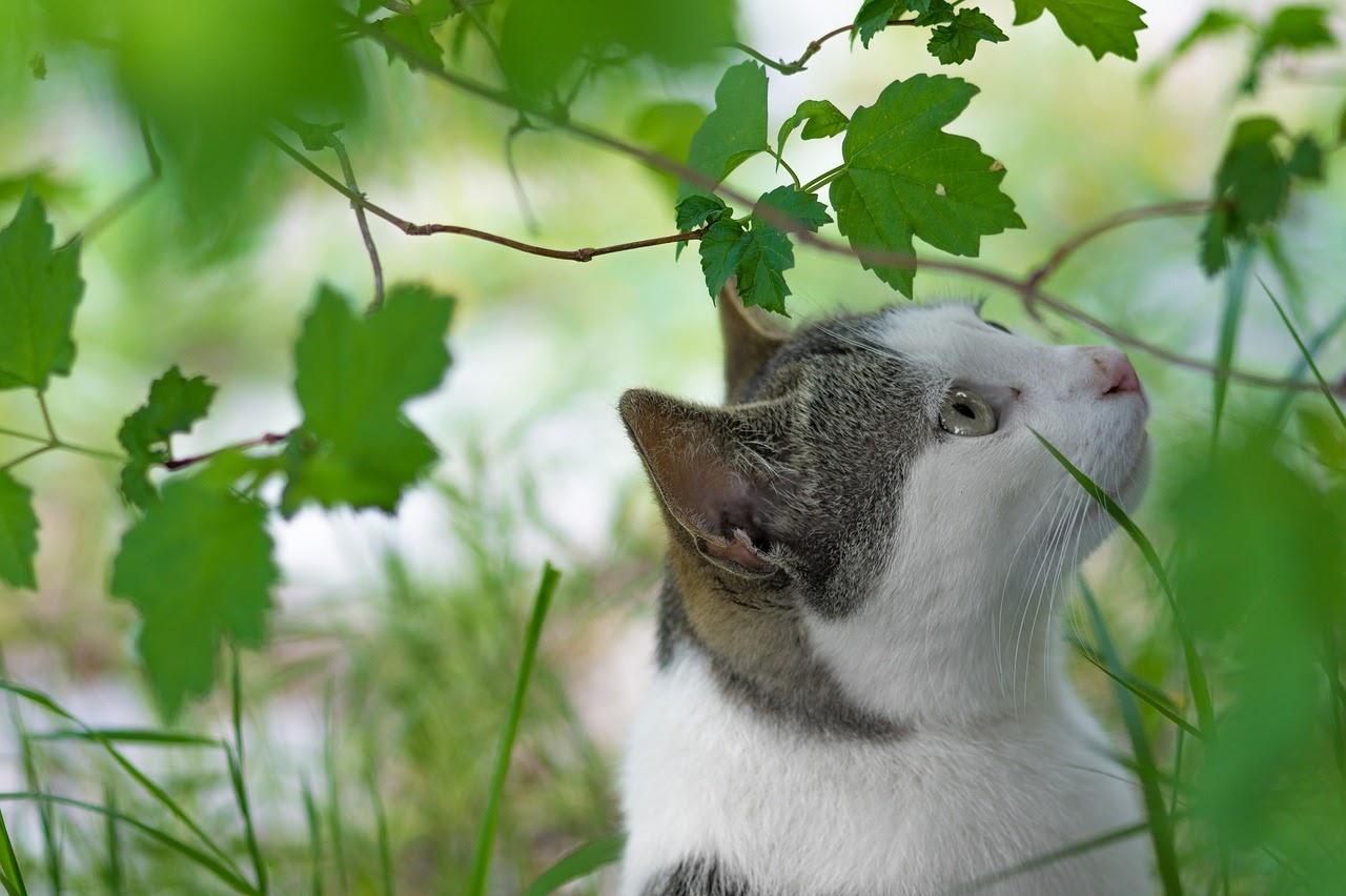 Plants that can Make Your Cat Sick and Ones that are Safe for Your Feline Friend Fauna Care