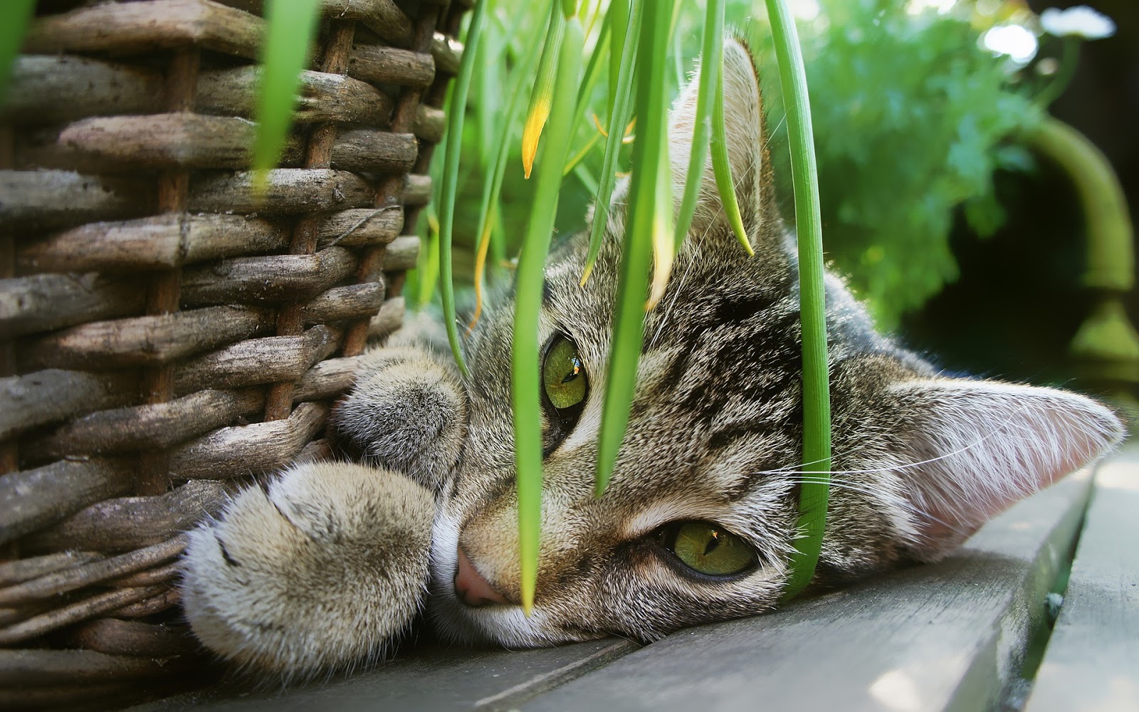 Plants that can Make Your Cat Sick and Ones that are Safe for Your