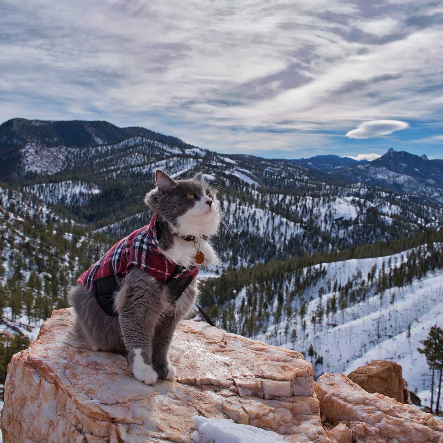 Cat sitting on a rock with snowy mountains in the background