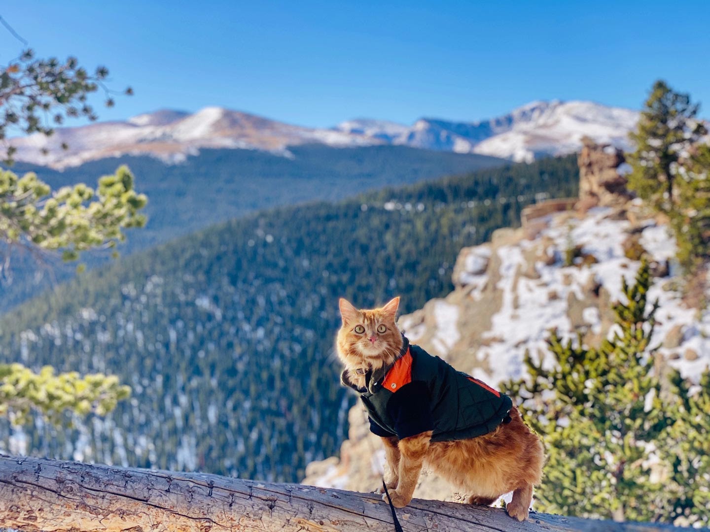 Helpful Tips and Tricks for Taking Your Cat on a Hike Fauna Care