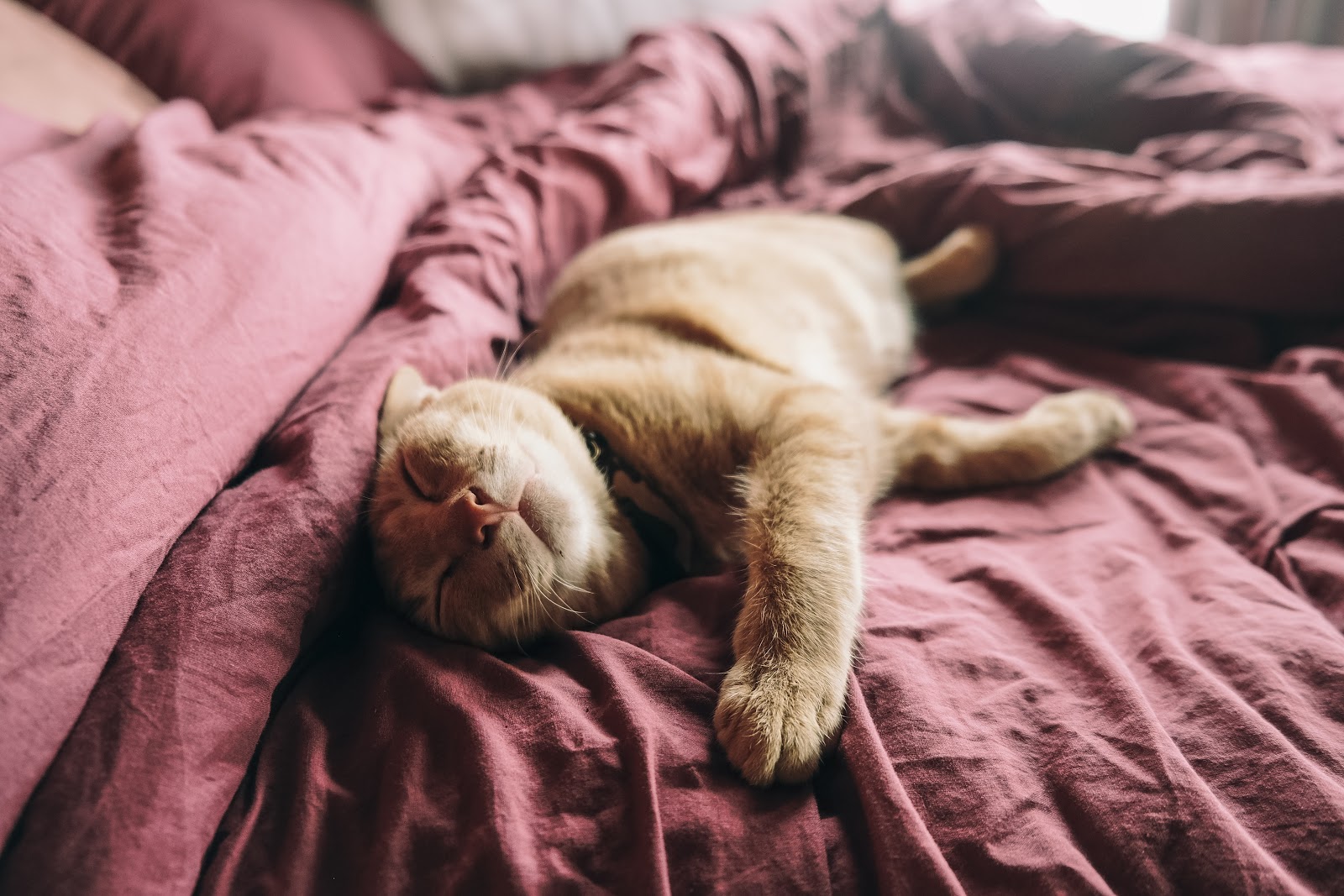 Should You Let Your Pets Sleep in Your Bed? Fauna Care