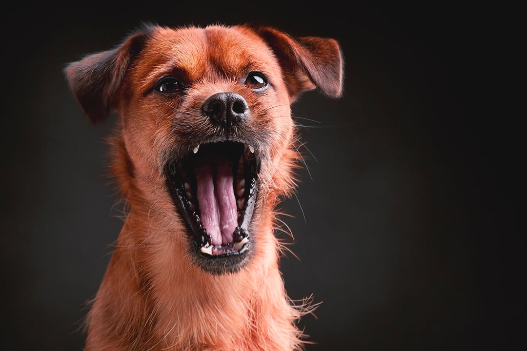 How to Stop a Dog from Barking at Night Fauna Care