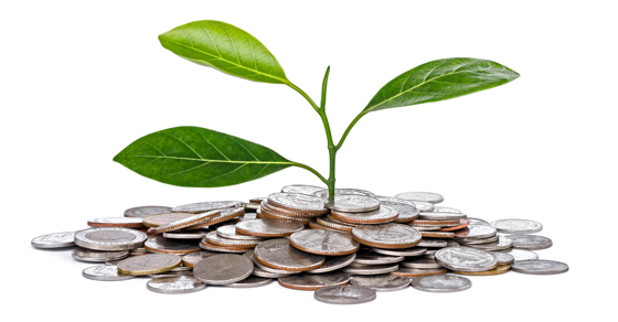 plant seedling implausibly growing out of pile of coins