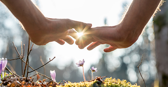 hands over new seedlings