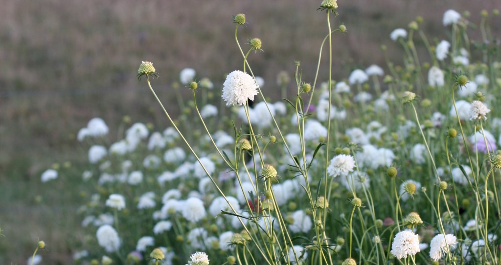 blog2015-4