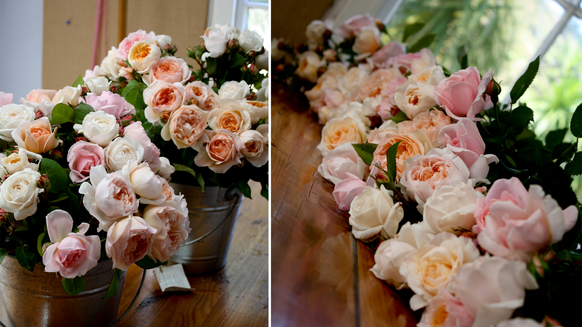 roses