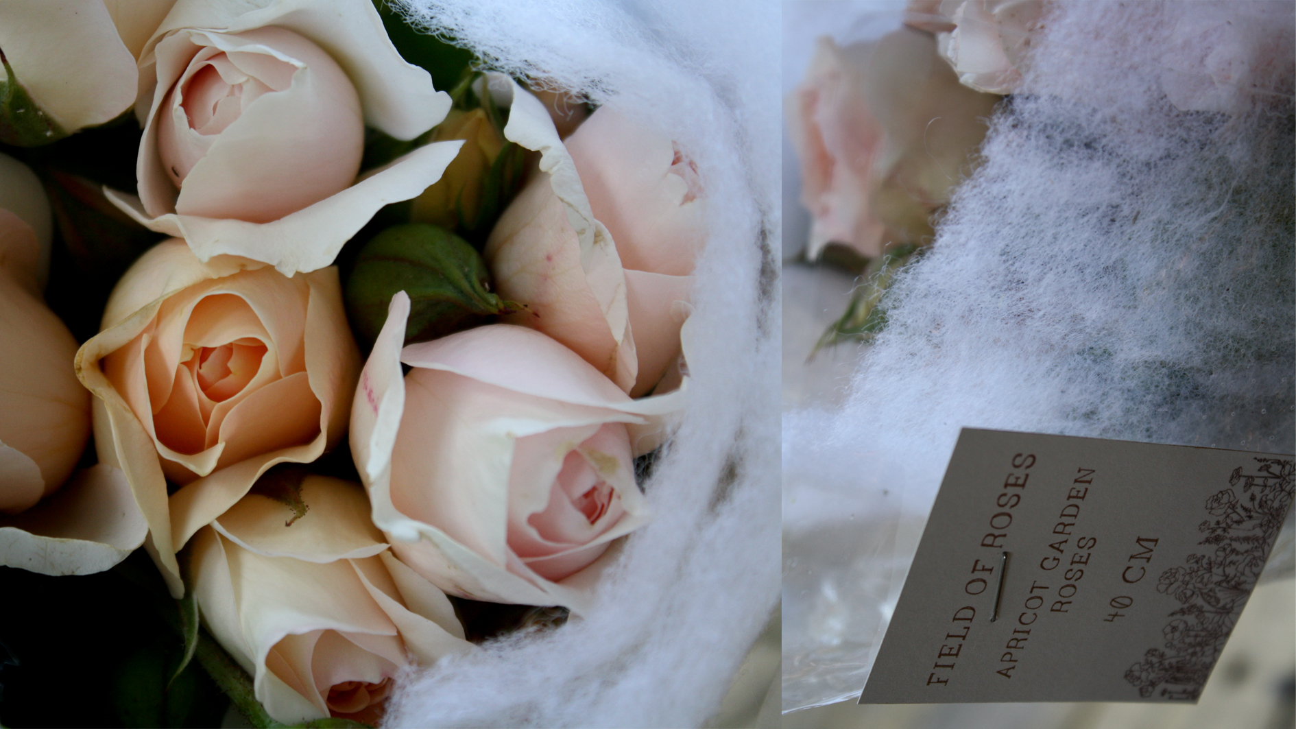 roses3