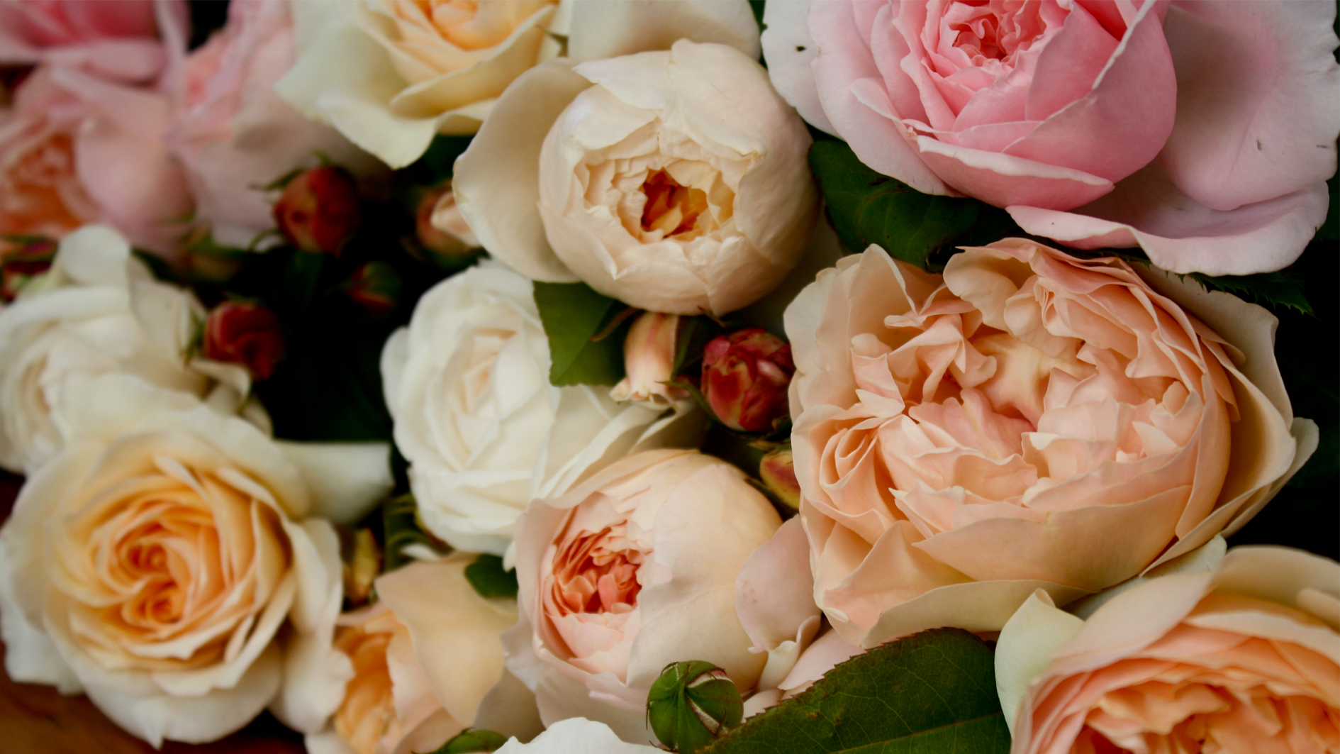 roses6