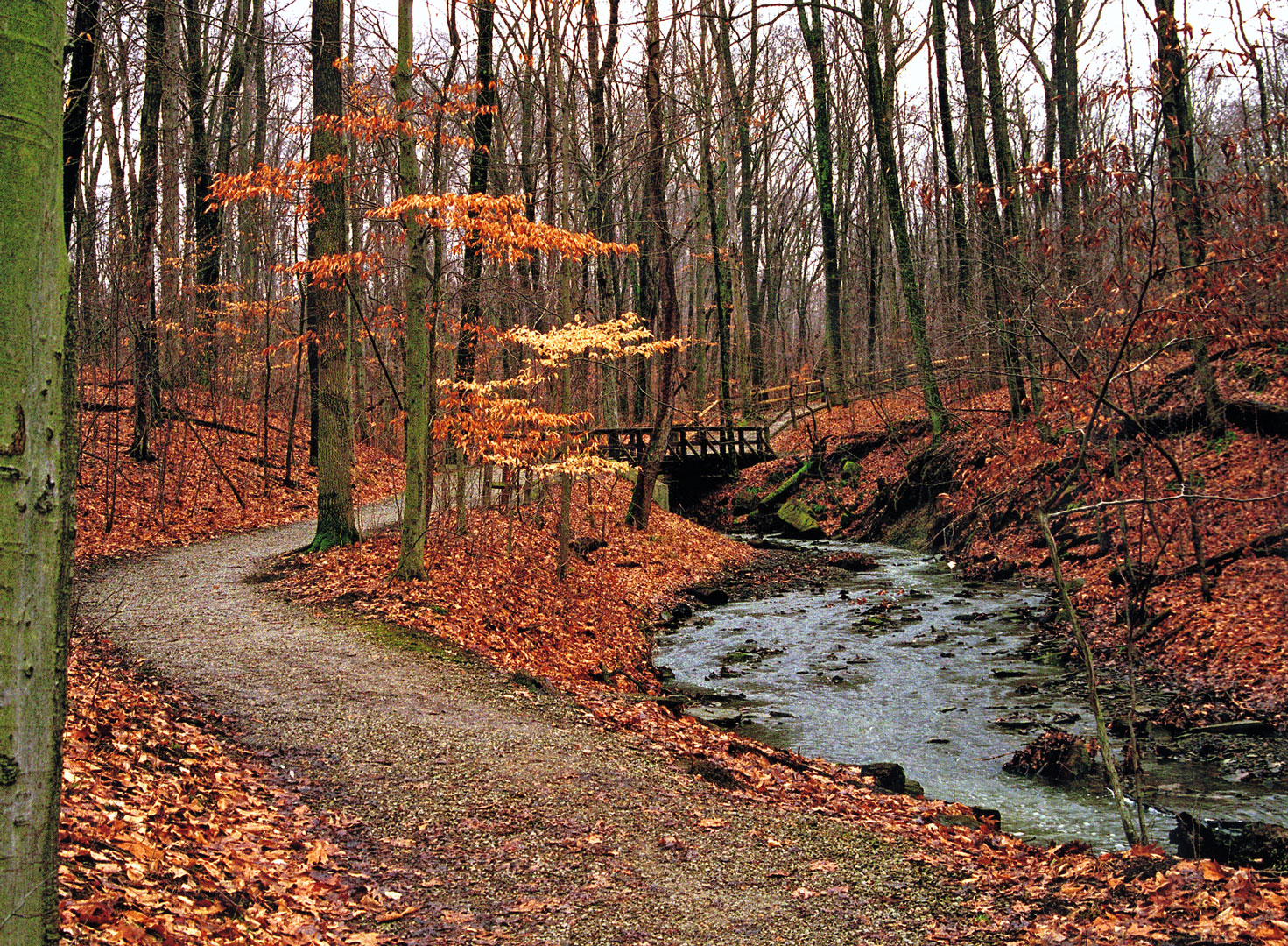 beautiful fall trees with changingleaves at highbanks metro park in westerville ohio