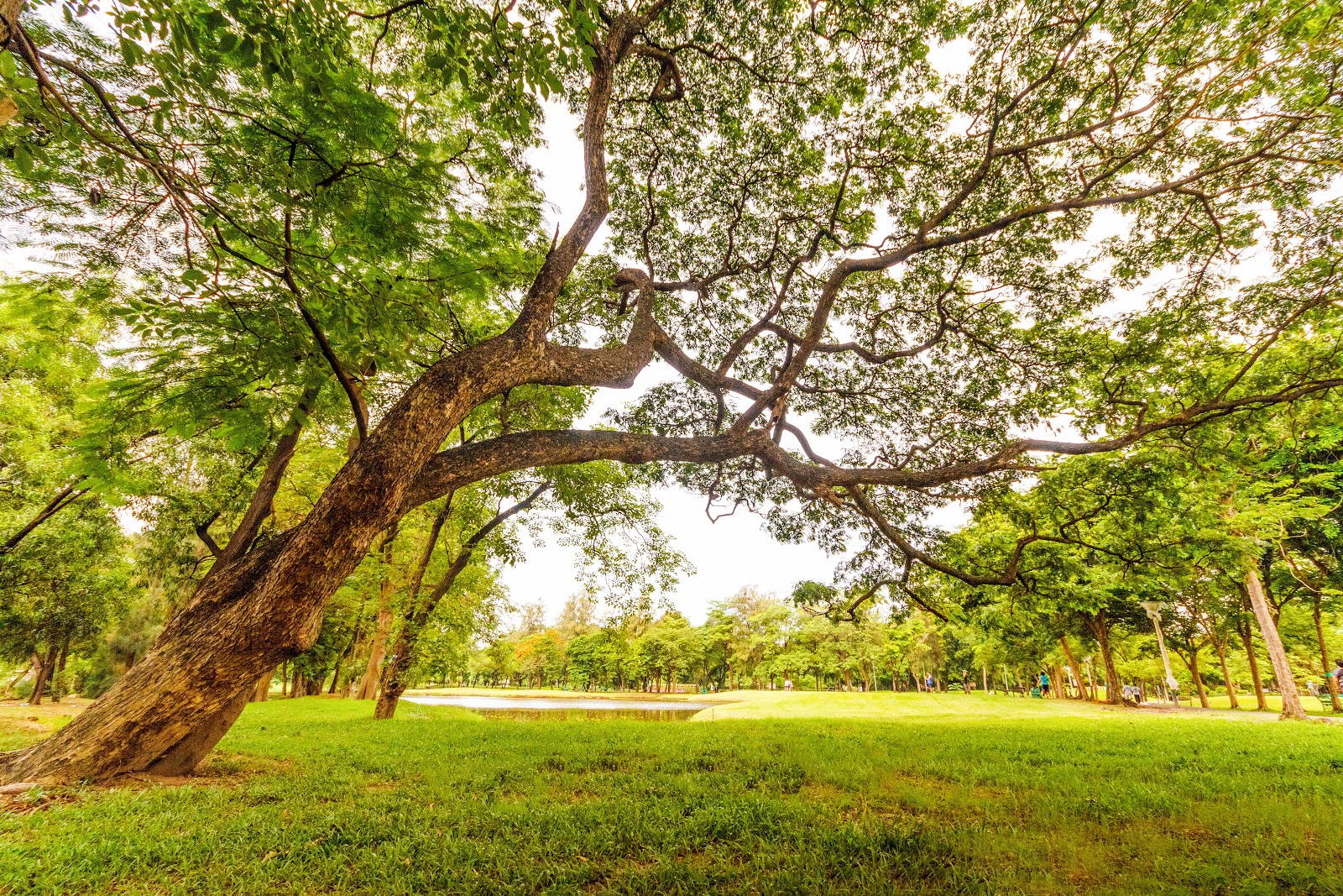 green are with grass & trees