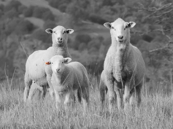 Which year is that ear tag colour again? | Livestock Farm Management ...