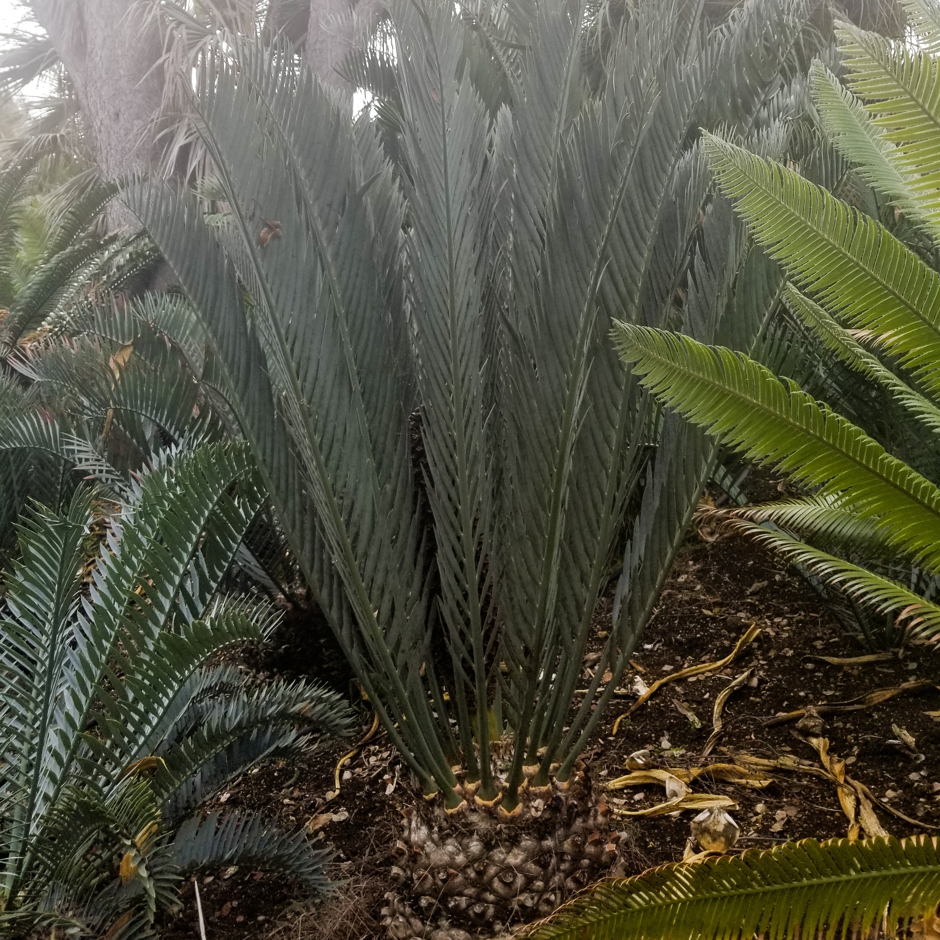 Cycads Specimen Gallery
