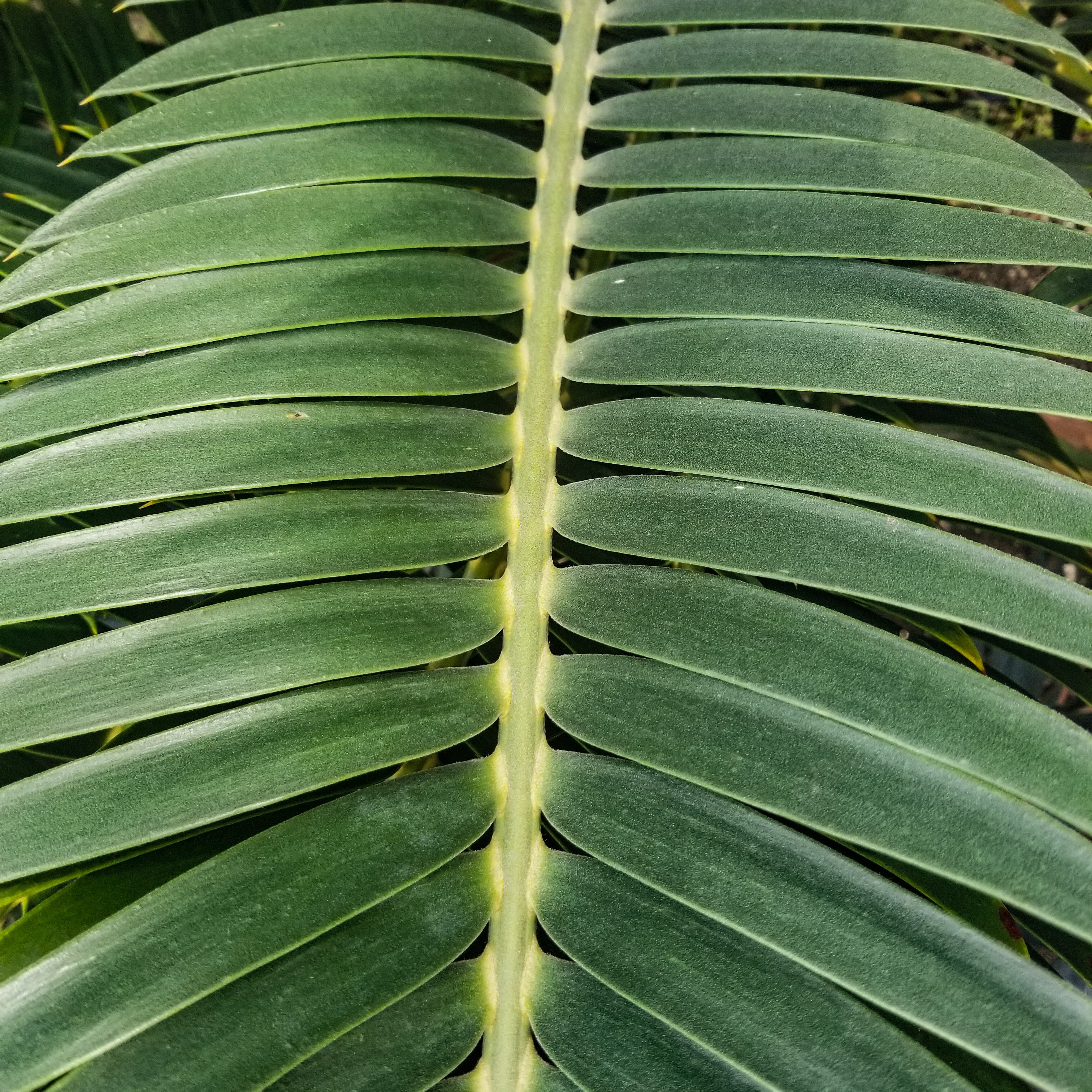 Aloes in Wonderland Cycads Encephalartos longifolius