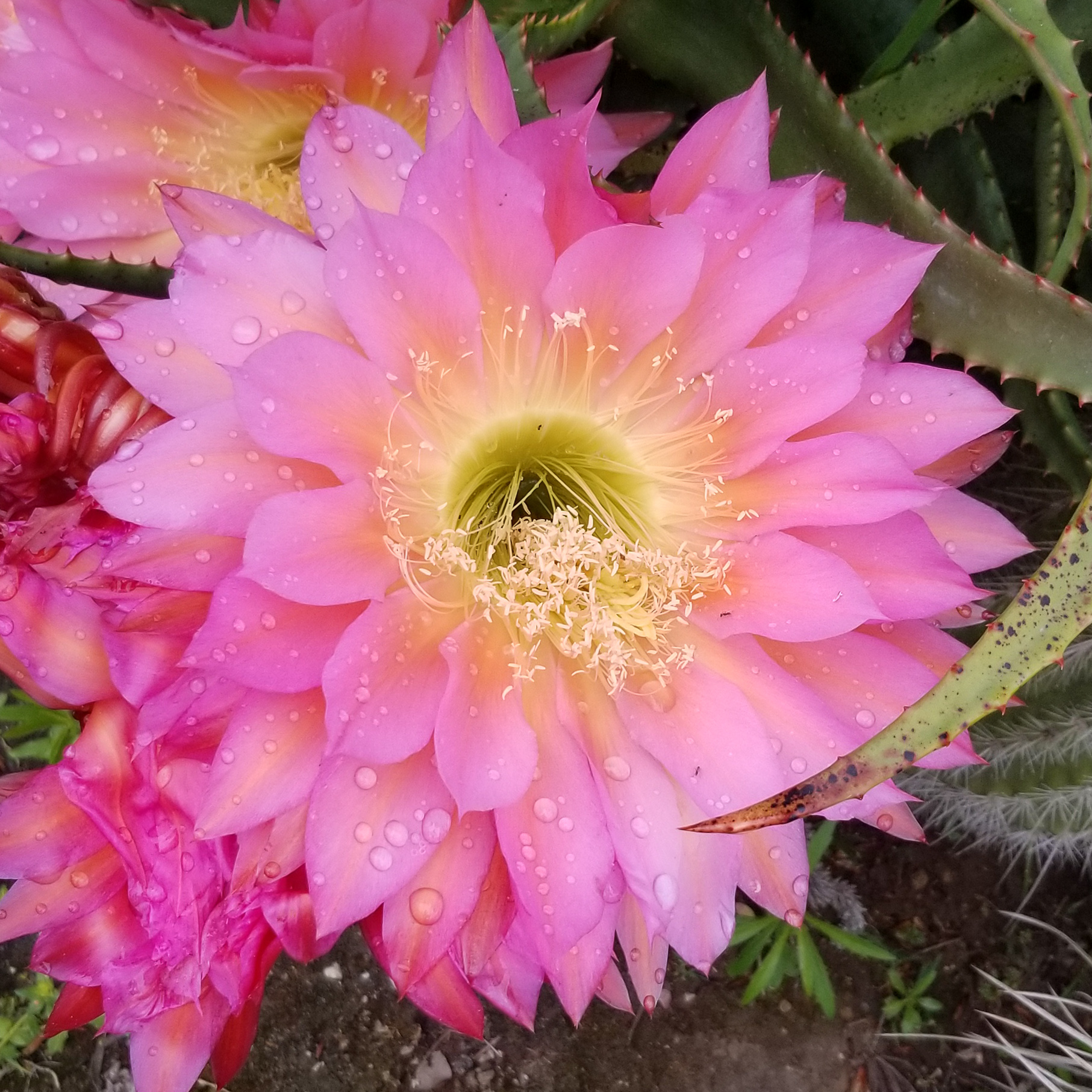 Cactus and Succulents Echinopsis "Flying Saucer"