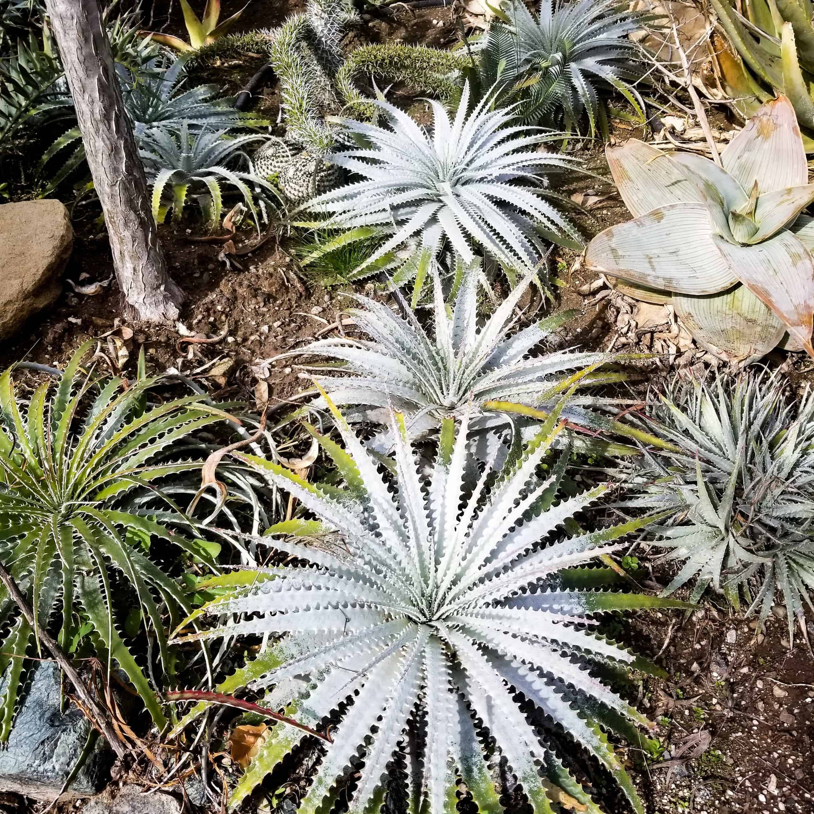 Hechtia Roots Agave and Hechtia: Hechtia argentea