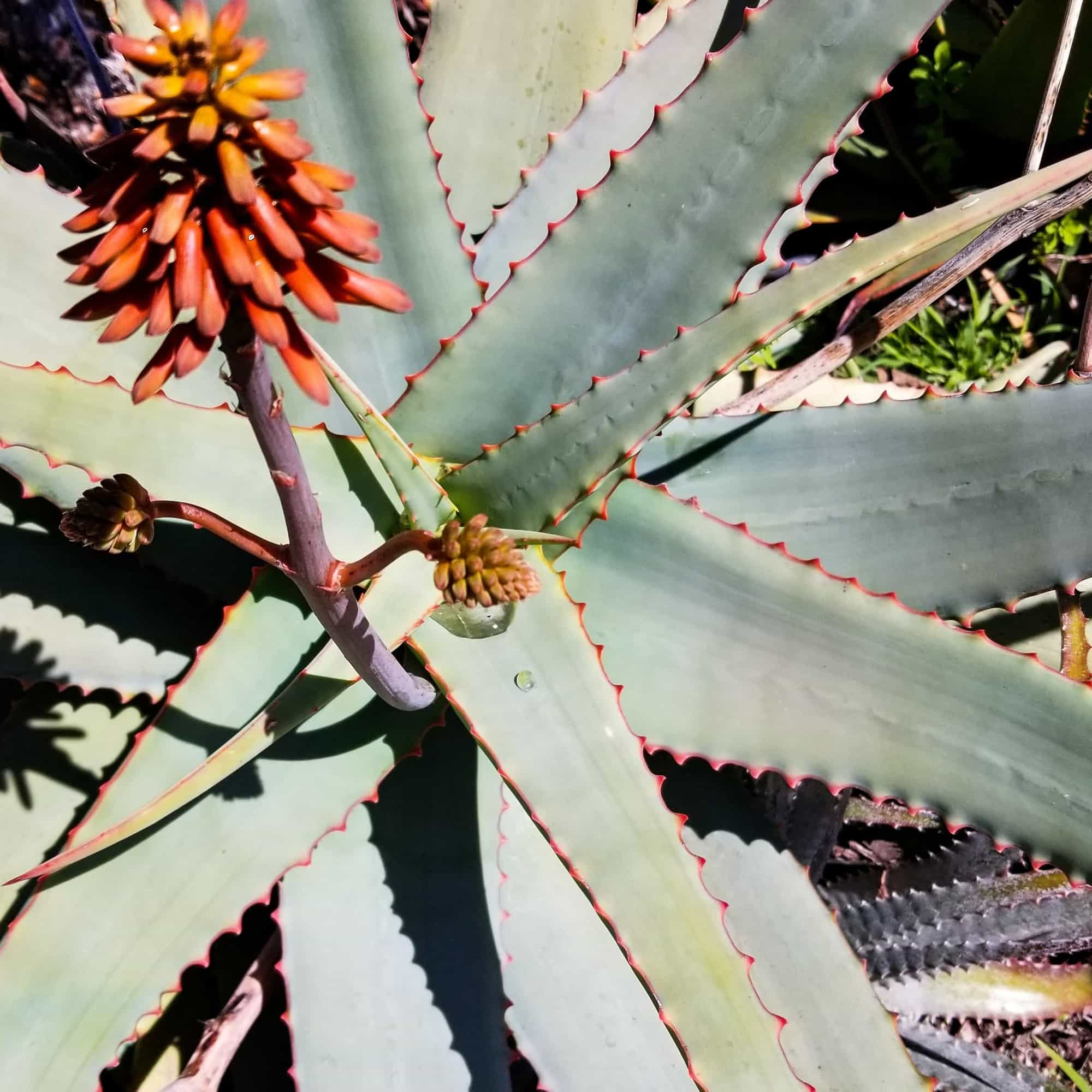Aloes: Aloe ferox