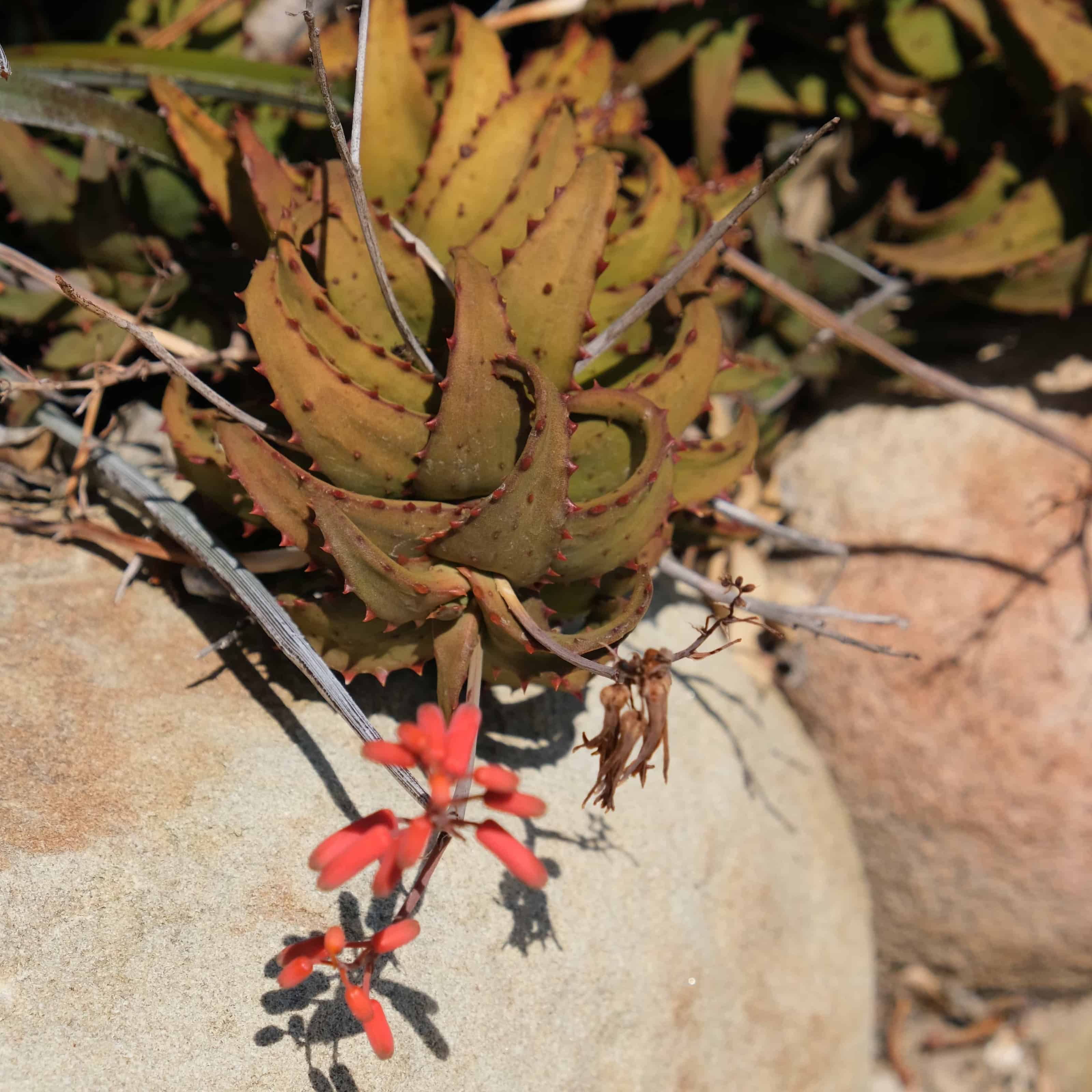 Aloes: Aloe mitriformis