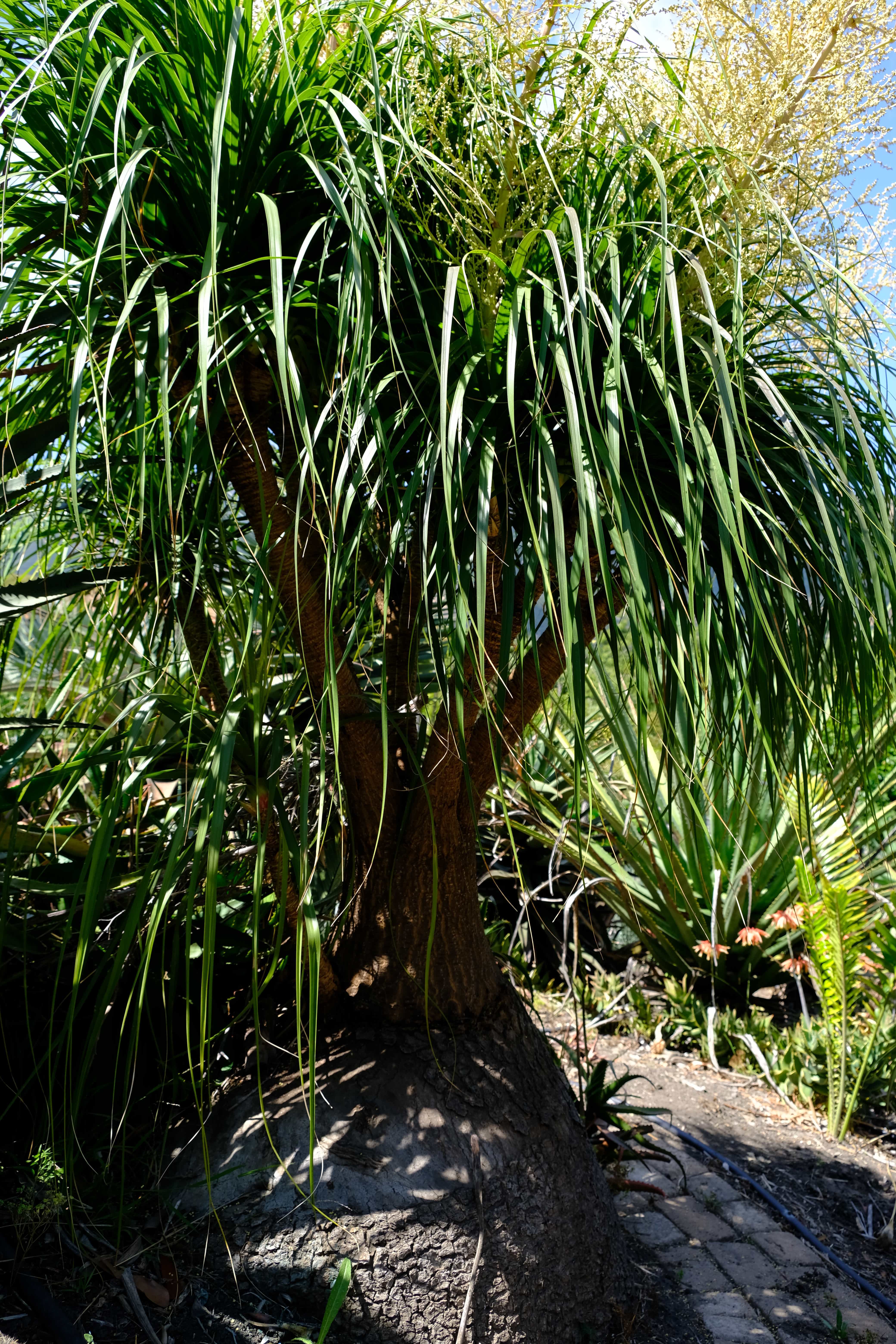 Palms: Beaucarnea recurvata