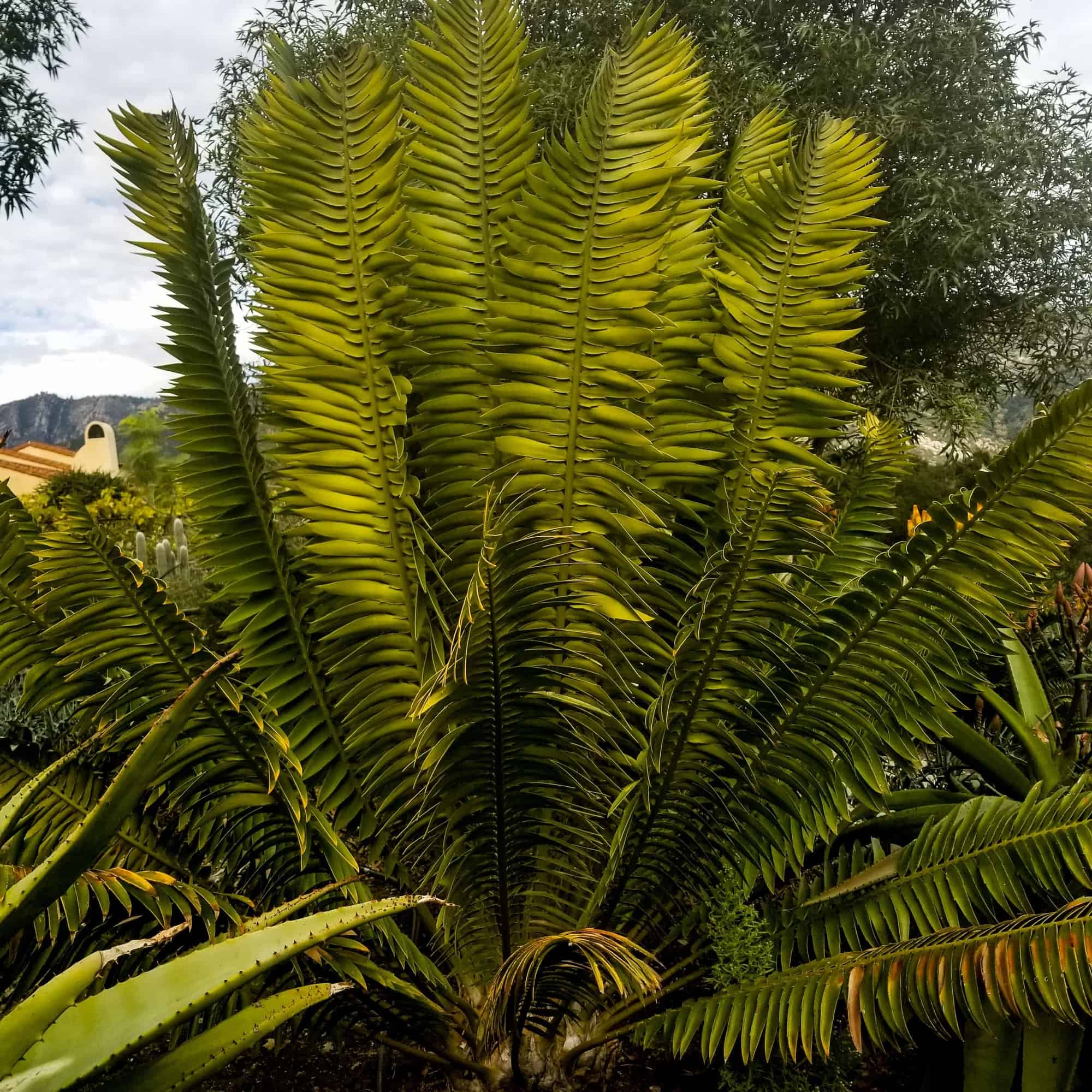 Cycads Encephalartos paucidentatus