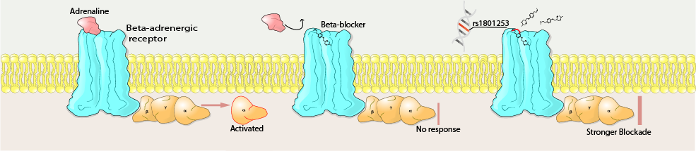 Beta-blocker mechanism of action